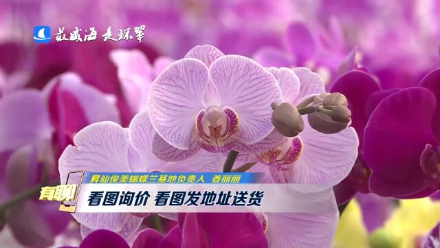 奇美!一株蝴蝶兰竟开出了“一家三口”