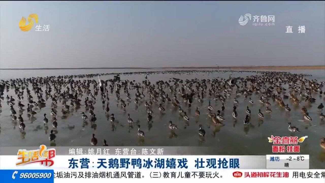 鸟类＂国际机场＂!天鹅野鸭欢闹黄河口,冰湖上嬉戏玩耍,场面壮观