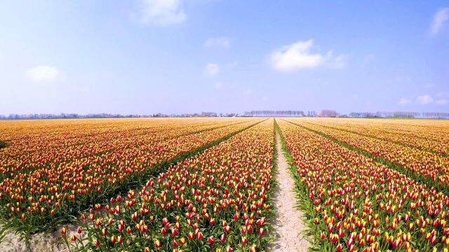 世界上最美丽的地方之荷兰库肯霍夫公园(Keukenhof)