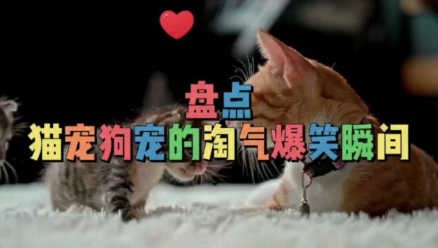 搞笑经典合集:精选猫狗宠打闹搞笑视频片段,看完笑到肚子疼