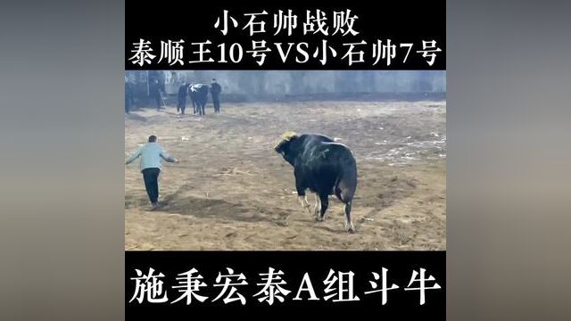 云南小石帅牛王兵败泰顺王牛王获得第五名次 #小石帅 #牛王争霸赛 #斗牛视频 #乡村斗牛 #牛气冲天