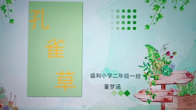 孔雀草种子介绍