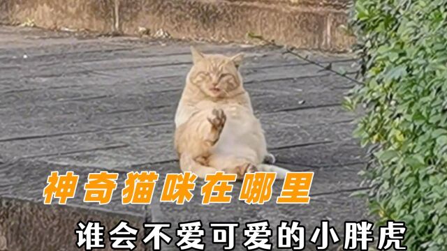 神奇猫咪在哪里,谁会不爱可爱的小胖虎,猫猫当然要玩躲猫猫啦