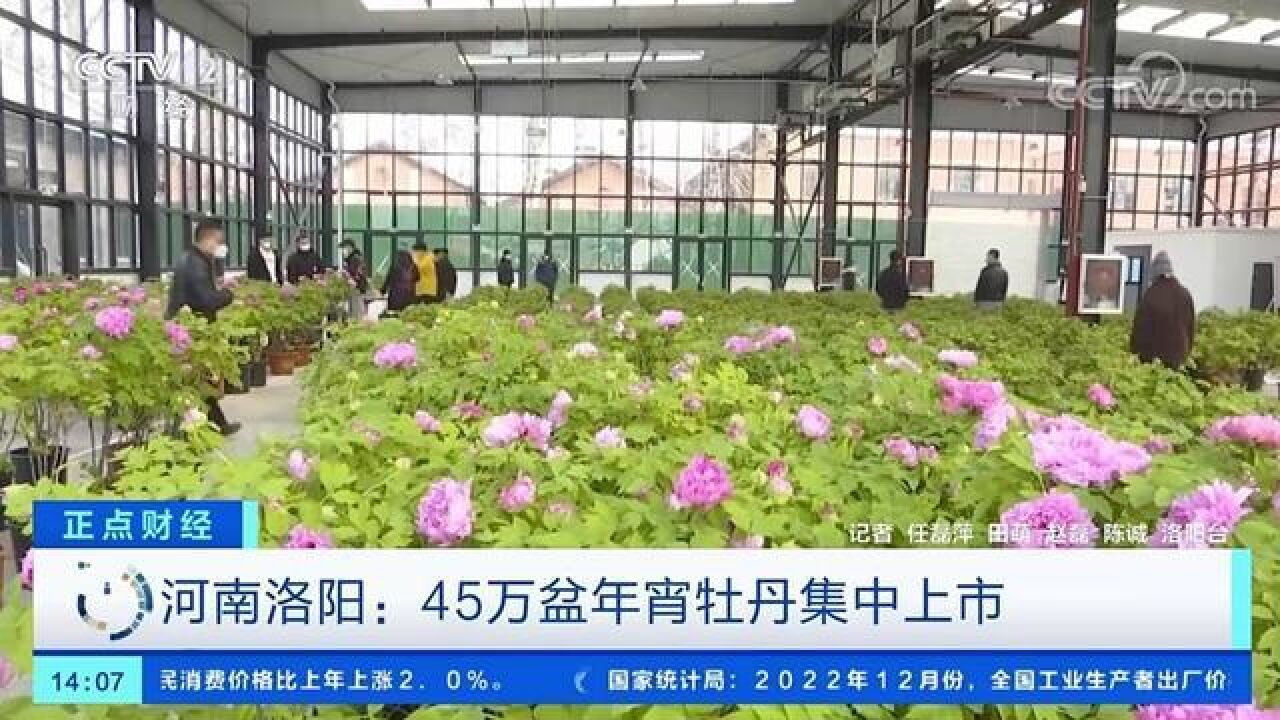 河南洛阳:45万盆年宵牡丹集中上市