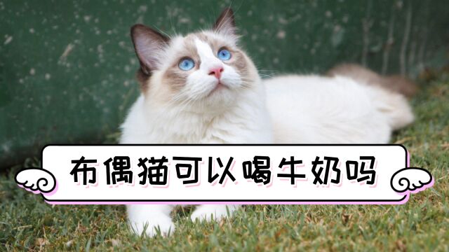 布偶猫能喝牛奶吗?快来了解一下