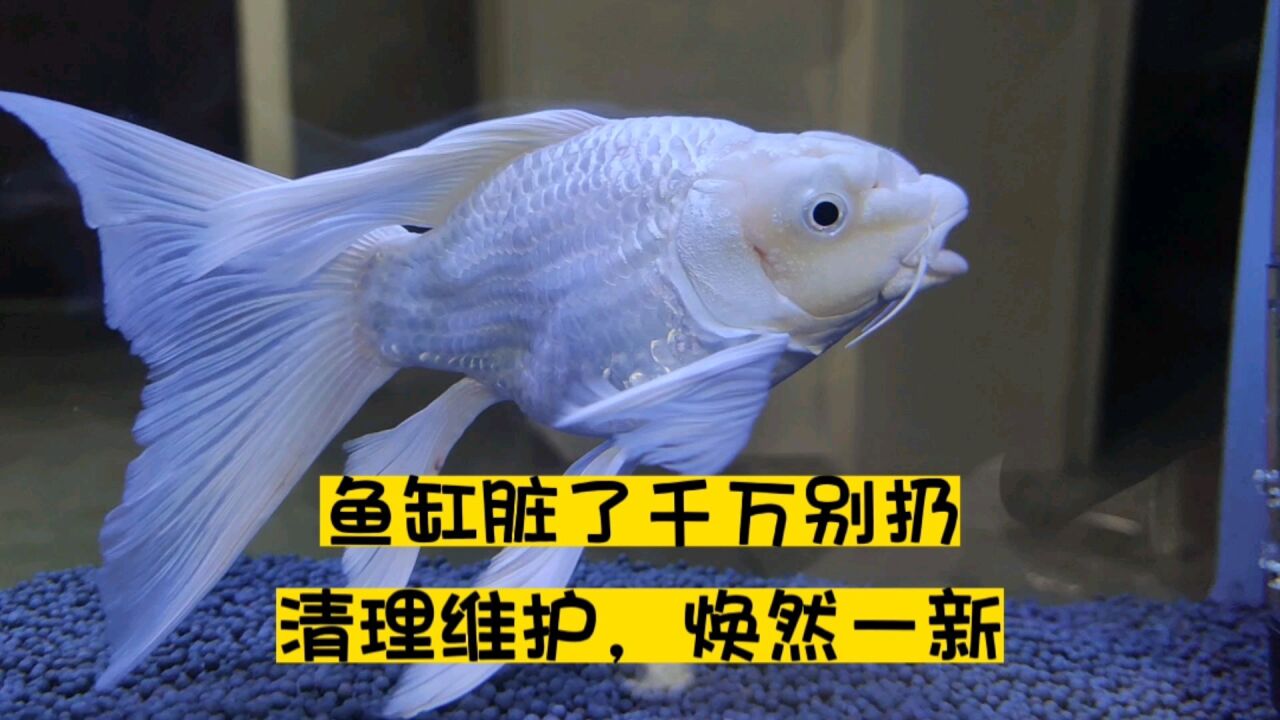 鱼缸脏了千万别扔,清洗维护,去水族店选几条鱼,焕然一新