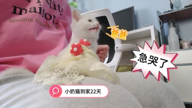 小奶猫到家22天,坐妈妈怀里喊爸爸,要急哭了,爸爸过来撸下就乖