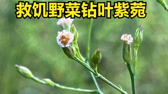 食药两用的入侵植物钻叶紫菀还有哪些用途你知道吗?