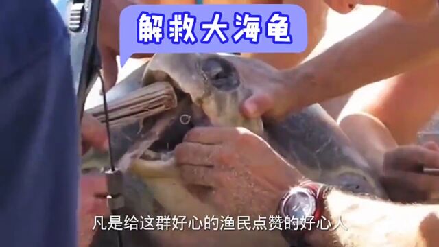 解救大海龟,见龟发财#动物