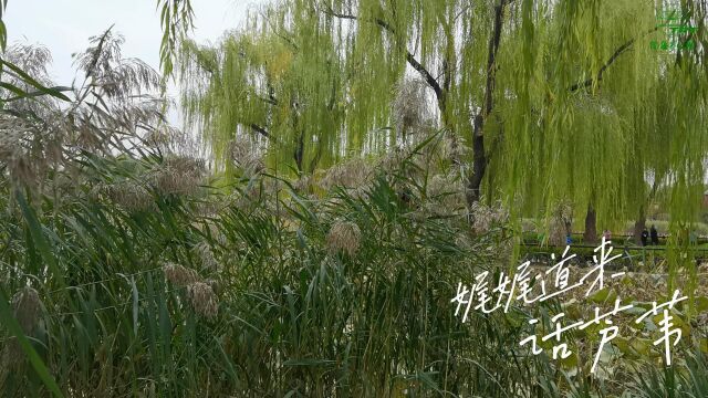 【听花开的声音】娓娓道来话芦苇(陶然亭公园)