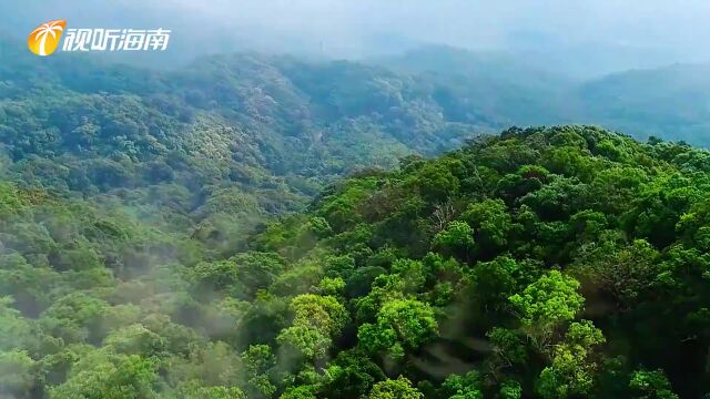 瑞兔贺新春!海南广电多台春晚陪您过大年!