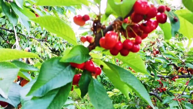 闻鸡起舞:贪玩的气球、梦回童年过大年、童年的元宵节