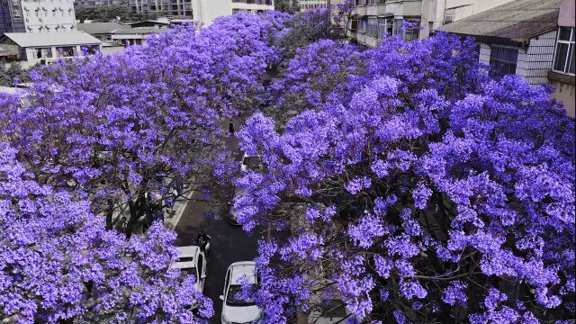 冬去春来,一年最浪漫的季节