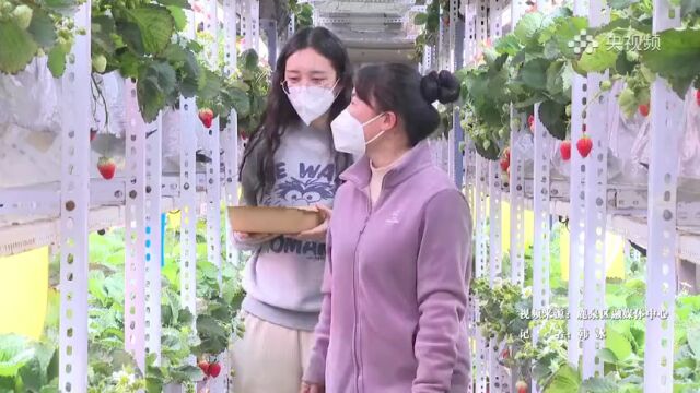 央视频丨石家庄鹿泉区:“植物工厂”草莓连年红