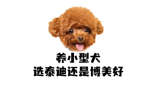 养小型犬选泰迪还是博美?谁比较好养?