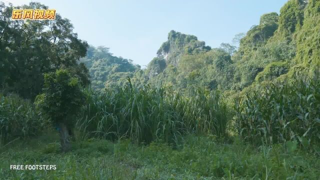 「福利姐勇闯荒野」树枝屋篇1 我的丛林营地伪装成干树枝