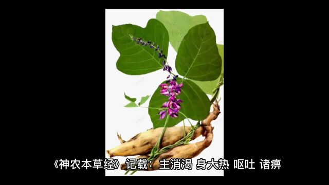 每天学一味中草药:葛根