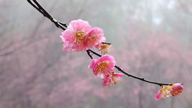 春风化雨,红梅报喜,春姑娘的脚步近了,你准备好了春游吗?