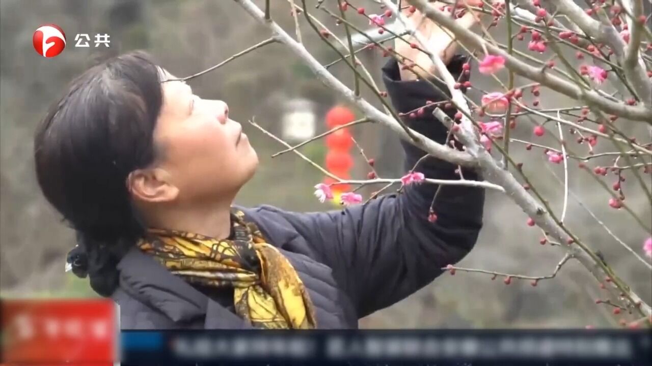 徽州区:梅香四溢惹人醉,古村焕发新生机