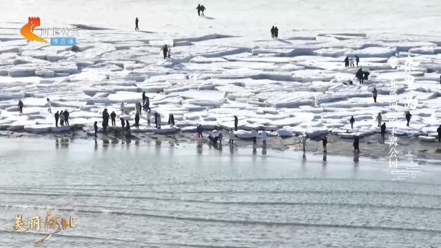 美丽河北 | 踏海冰 观海鸟!漫步北戴河鸽子窝公园,畅享海的魅力