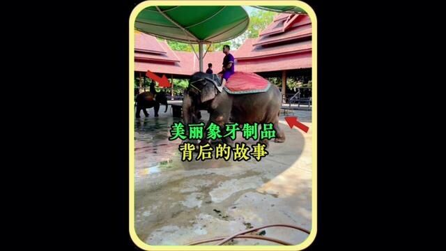 美丽象牙制品背后的故事.#大象 #善待动物关爱生命