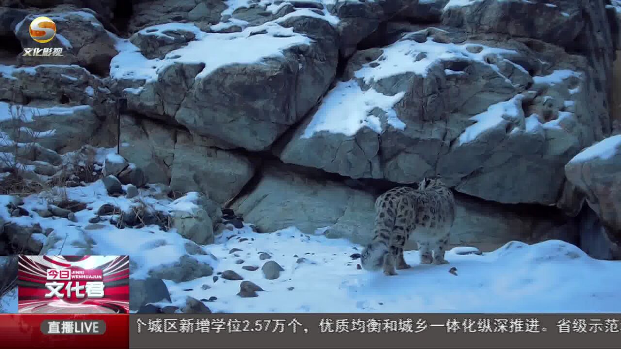 甘肃安南坝自然保护区拍摄到雪豹“一家三口”夜间外出活动的画面