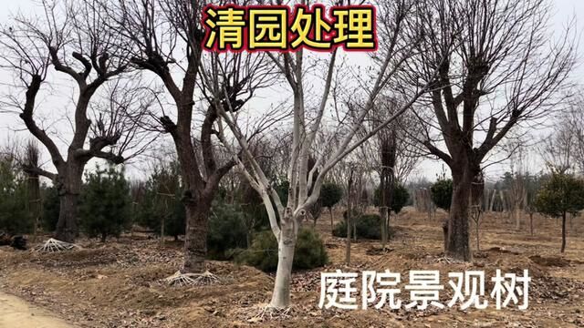 山东高端庭院景观树“清园”处理,紫藤,紫玉兰、紫薇,柴火价了 #紫薇树 #红花紫薇 #景观苗木