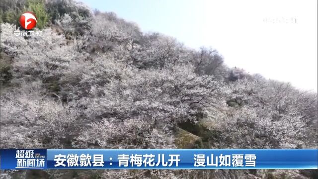 安徽歙县:青梅花儿开,漫山如覆雪