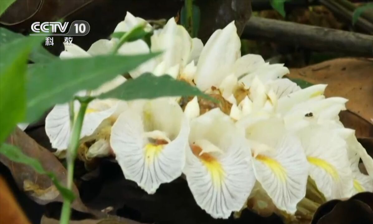 九翅豆蔻花朵非常奇特,花瓣晶莹剔透,很早就引起中国古人的注意