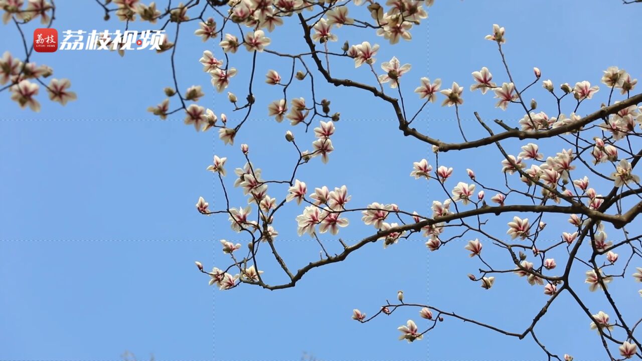 如期赴约!宝华玉兰“树王”报春绽放