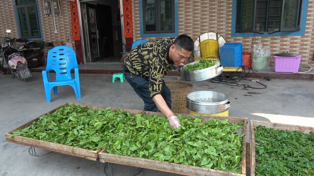 阿琪这样制作的桑叶茶,营养保留全口感香醇,网友:值得收藏