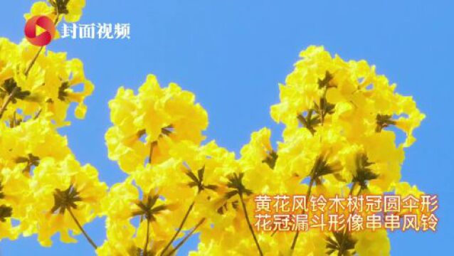 “金”艳了时光 四川攀枝花米易县的黄花风铃木开花了