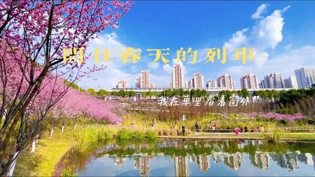 重庆1600余株粉色花海盛开在两江新区跳墩河百塘园!#这个春天就来重庆赏花吧 #重庆开往春天的列车 #重庆赏花好去处