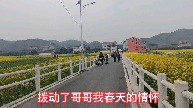 麻阳县隆家堡乡步云坪村 看油菜花的各有所好 各揣各爱借花献佛#家乡的油菜花#云游花花世界20230227