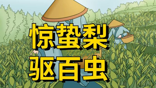 “惊蛰梨,驱百虫”,今日惊蛰,为什么按传统要吃梨?