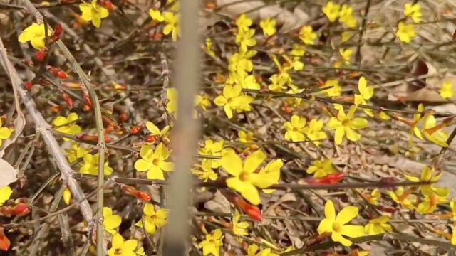 北京迎春花开~春季赏花最佳时间表(花粉过敏者躲花粉防过敏攻略)来啦!