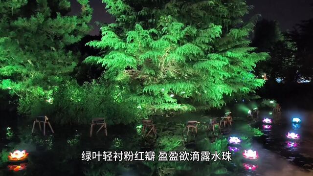 荷花暗夜景