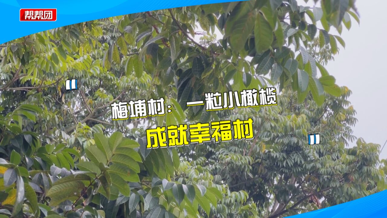 人均年收入超13万!松鼠都爱吃的青色“小金果”打开全村致富路