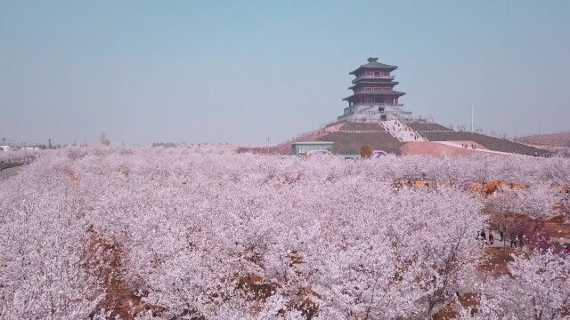 2023年河南ⷨ婘𓧬쥅륱Š黄河樱花节盛大启幕