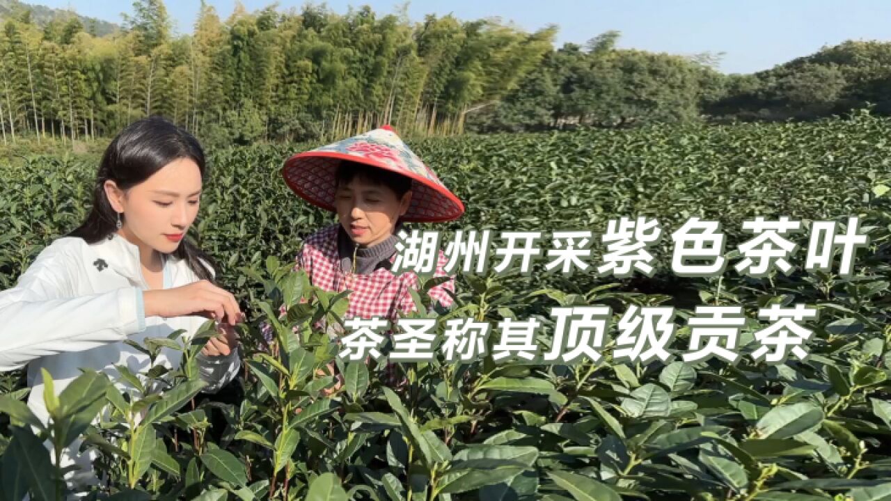 浙里有宝丨湖州长兴的顶级贡茶开采啦!茶圣曾夸“绝绝紫”