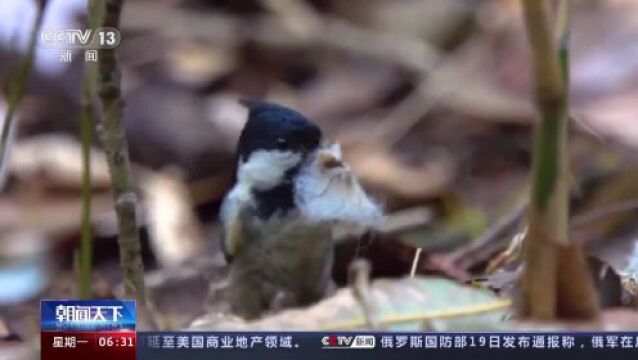 建设美丽中国 一批生态保护修复治理工程加速推进