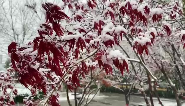 三月,我在原阳看雪景,你那里下雪了么? 作者:闫利莎