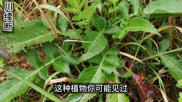 川续断是《神农本草经》记载的古老药草,叶子跟萝卜相似,你认识么#奇花异草 #