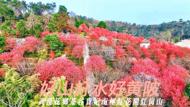 寻美黄陂# 花乡茶谷南极红花开红岗山好山好水好黄陂,三月的武汉花乡茶谷景区,是高光时刻,其自有品种贵妃南极红开花,鲜艳夺目,吸引无数游客打卡...