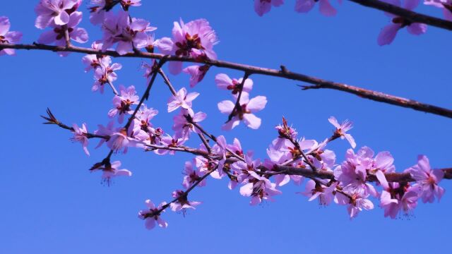 桃花一笑春风醉,姹紫嫣红尽纷呈,来荆紫仙山吟诗句、赏桃花