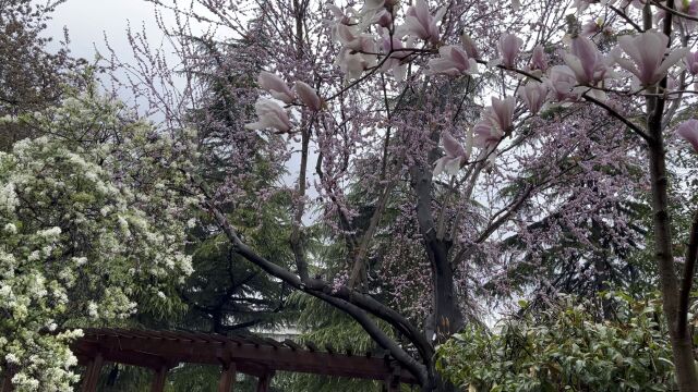 雨中花下漫步