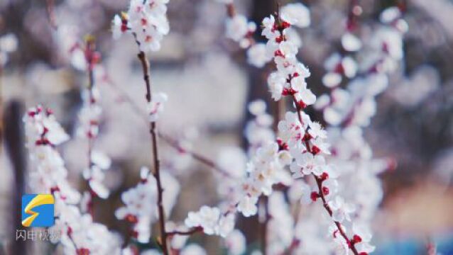 潍坊浮烟山披上春日“彩衣” 阵阵花香引客来