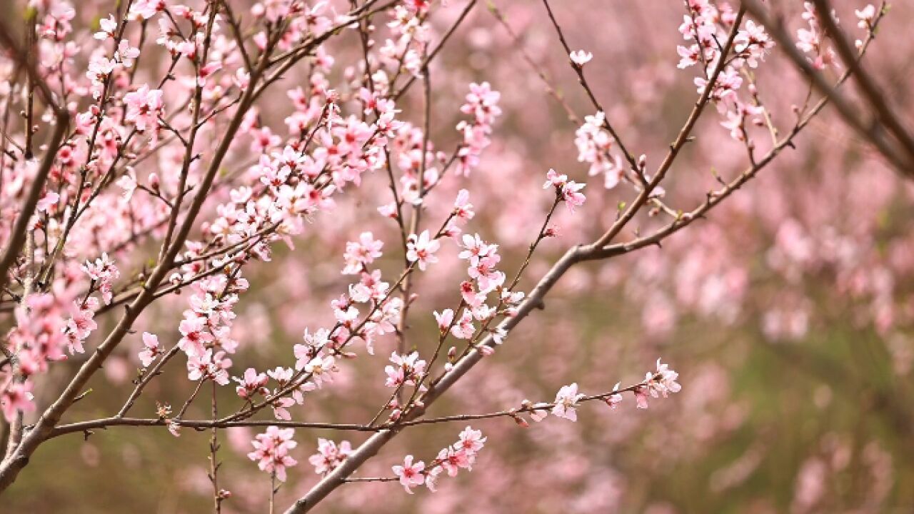 春天的故事丨层层桃花开 满目皆是春