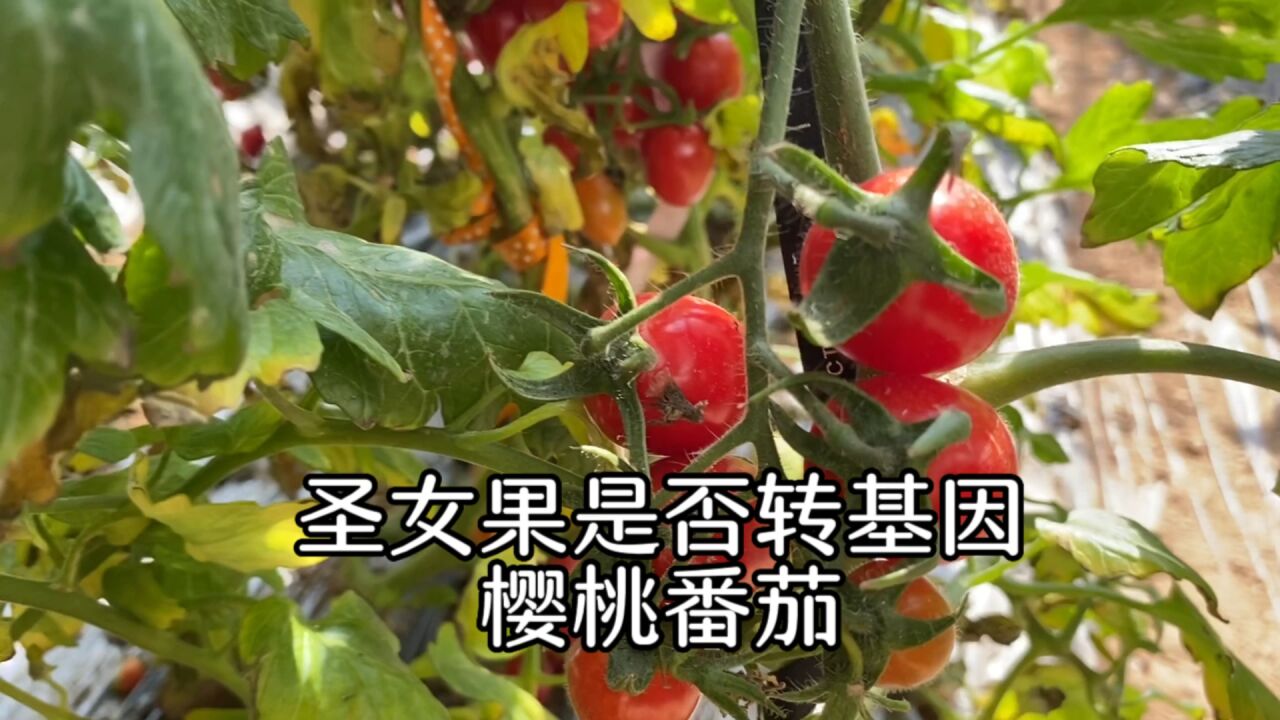 樱桃番茄是不是转基因