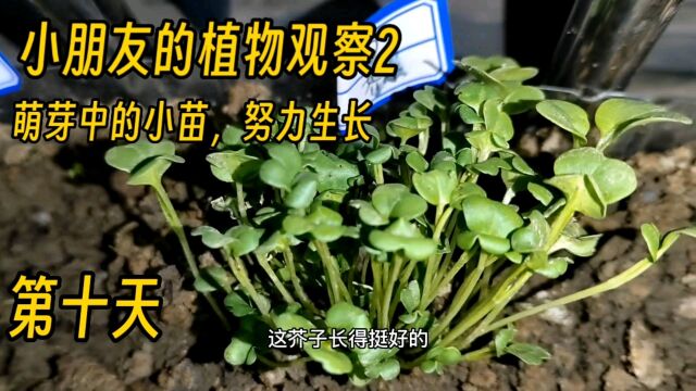 小朋友的植物观察2 萌芽中的小苗,努力生长